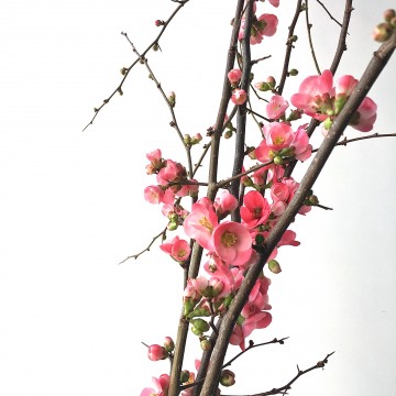 Cherry Blossoms