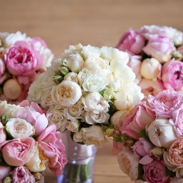 David Austin roses