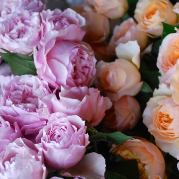 Pink and apricot roses