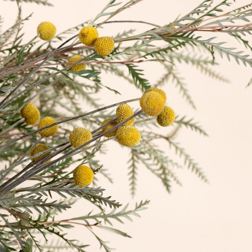 Native Vase Workshop