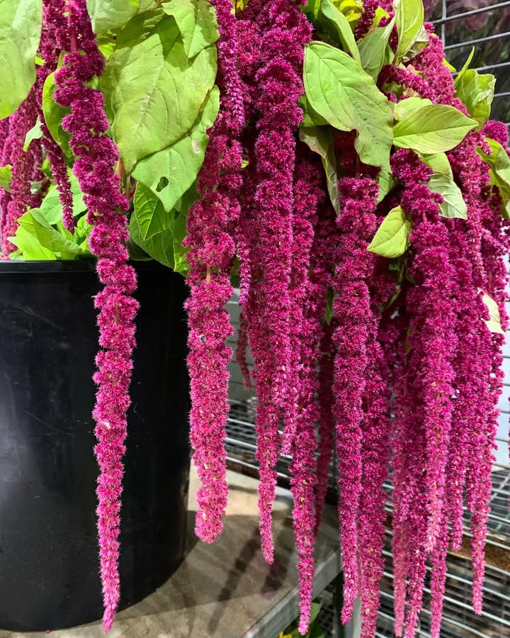 Amaranthus