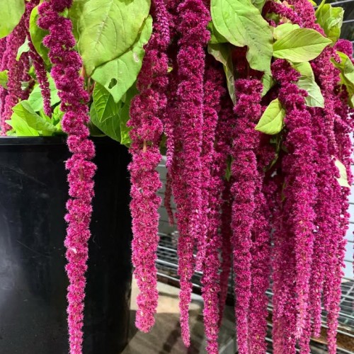 Amaranthus