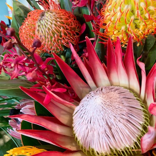 King Protea, Pin cushions ( Leucospermum)