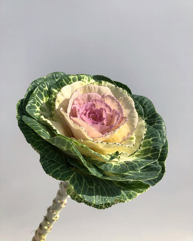 Ornamental Kale