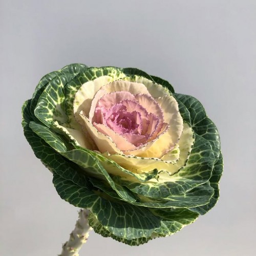 Ornamental Kale