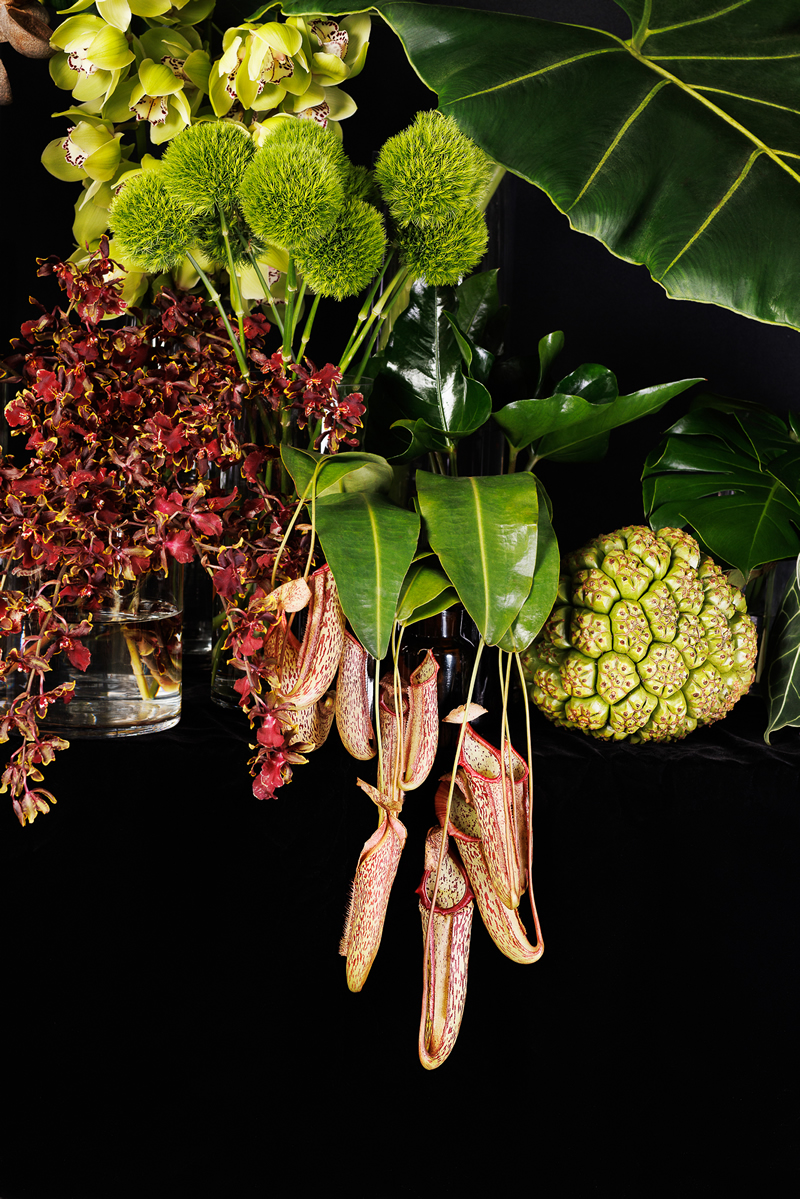 Pandanus tectorius is a species of Pandanus that is native to Malesia Papuasia eastern Australia and the Pacific Islands