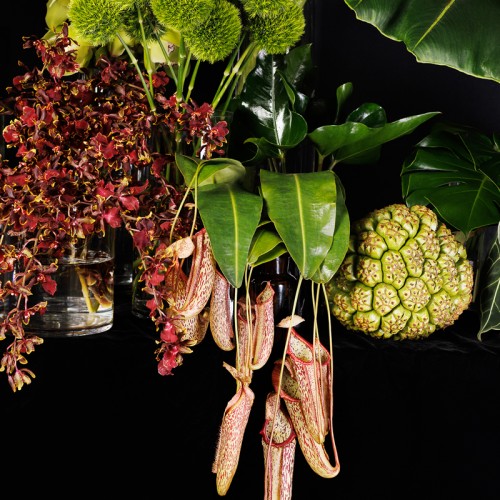 Pandanus tectorius is a species of Pandanus that is native to Malesia Papuasia eastern Australia and the Pacific Islands