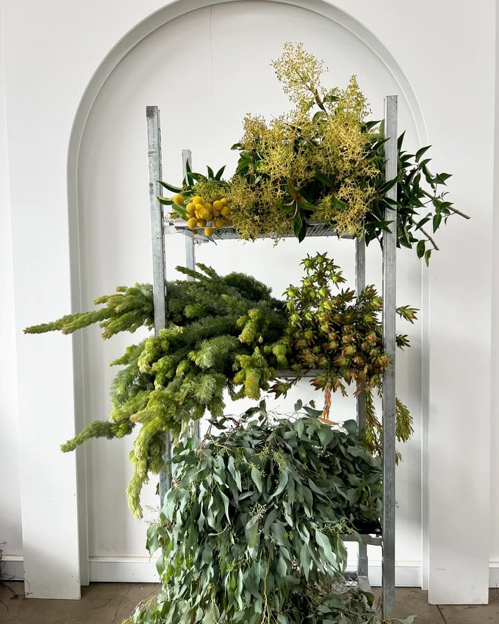 Woolly bush - Leucodendron - Privet Berry - Billy Buttons - seeded Eucalyptus