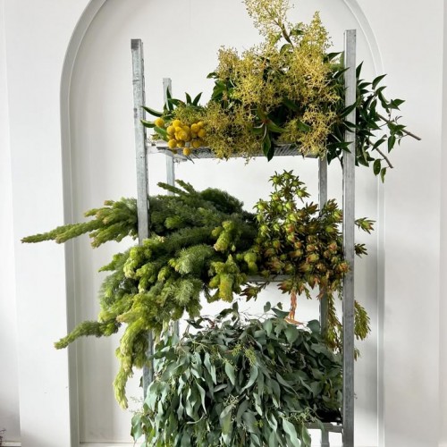 Woolly bush - Leucodendron - Privet Berry - Billy Buttons - seeded Eucalyptus